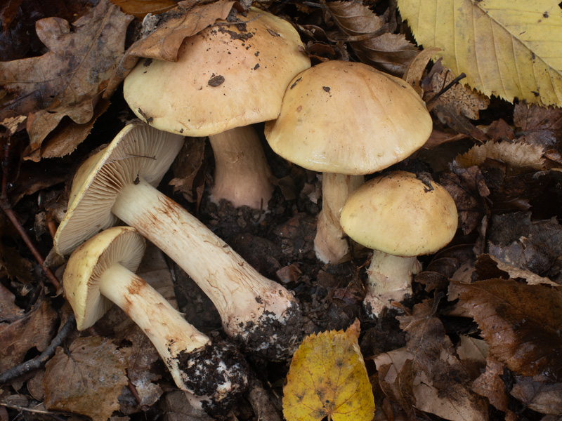 Cortinarius majoranae
